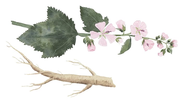 illustration of the white mallow plant