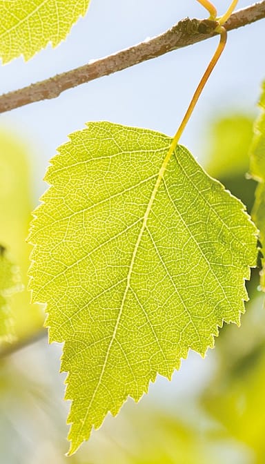birch leaf