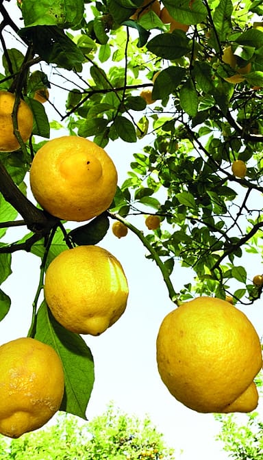 citrus fruits on tree