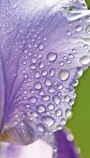 iris blossom with water pearls on it.