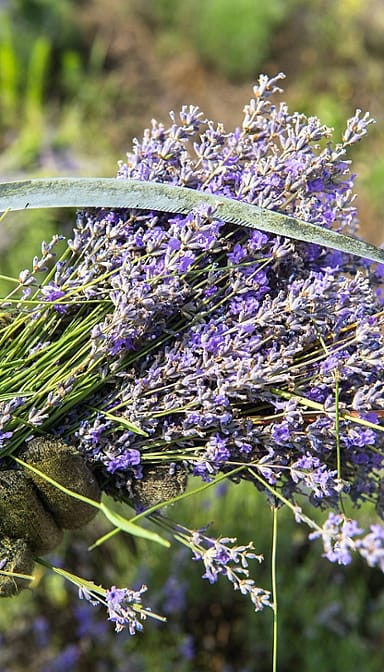 bunch of lavender flowers