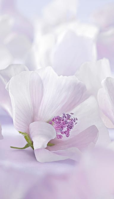 white mallow blossom