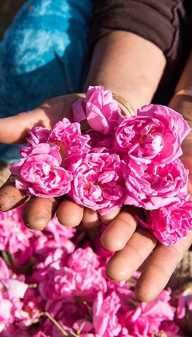 hands full of rose flowers