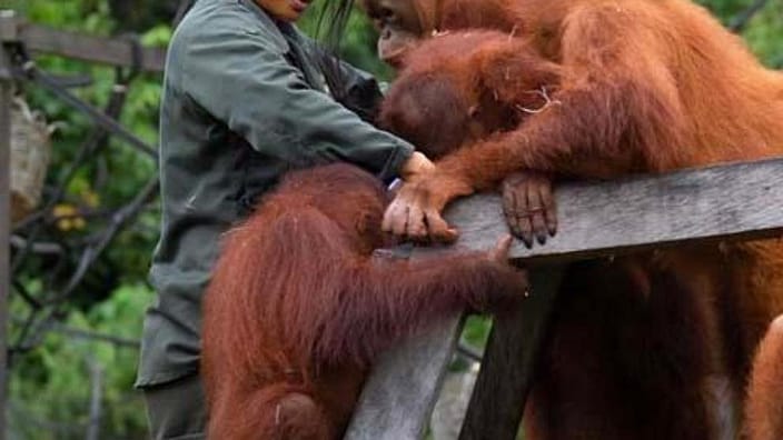Orangutans and keeper
