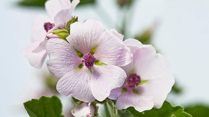 White Mallow flower and plant.