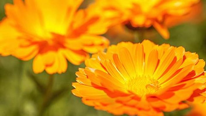 Calendula flowers