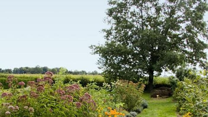 Field