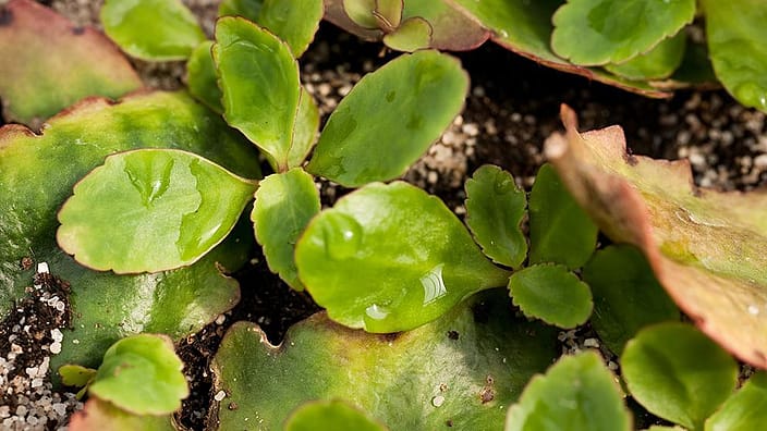 Succuelent plant in soil.