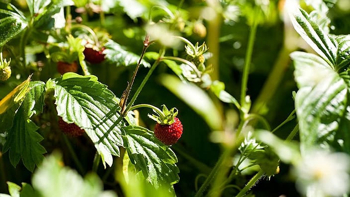 Strawberry plant.