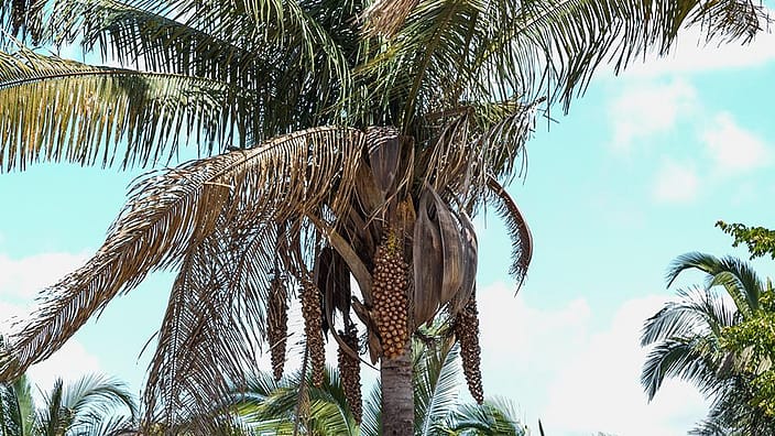 Palm oil plant.