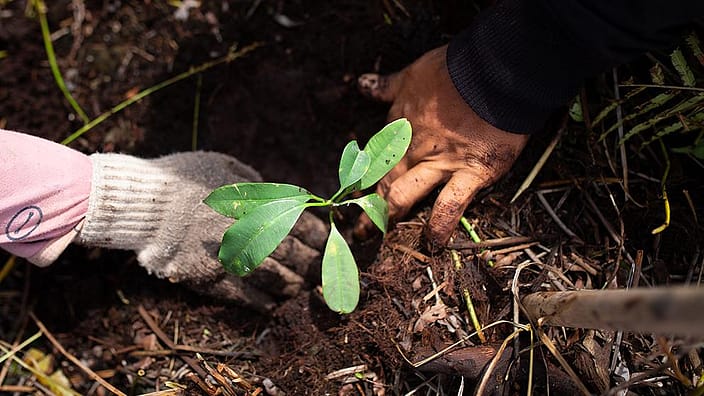 Hands in soil.