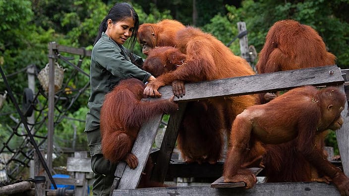 Orangutans and carers.
