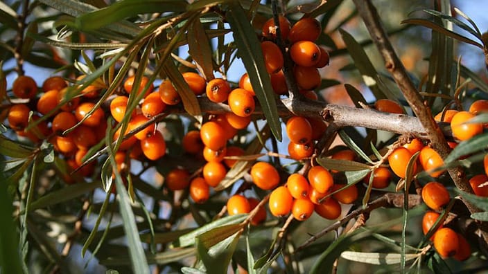 Sea Buckthorn plants and berries.