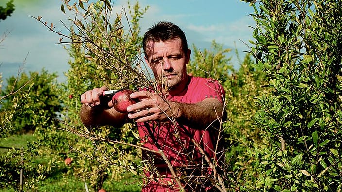 man harvesting pomegranate fruit
