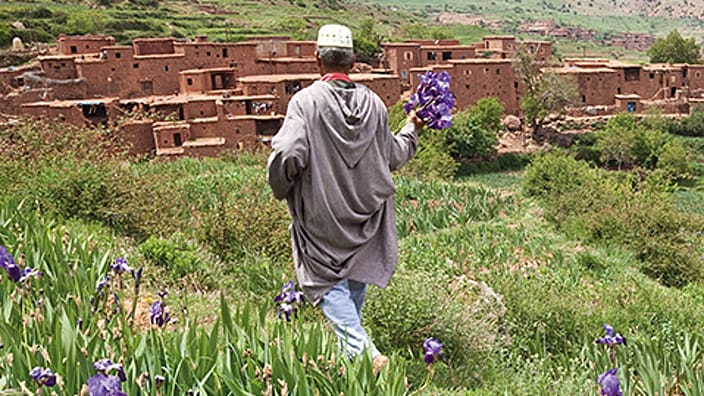 lavender field
