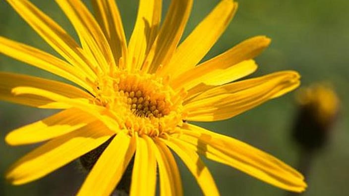 Arnica