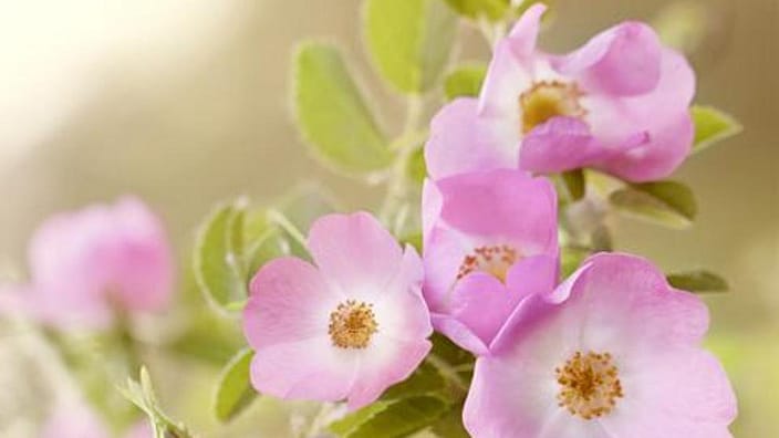 wild rose flowers