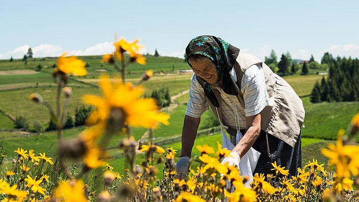 Older woman harvestiing arnica flowers