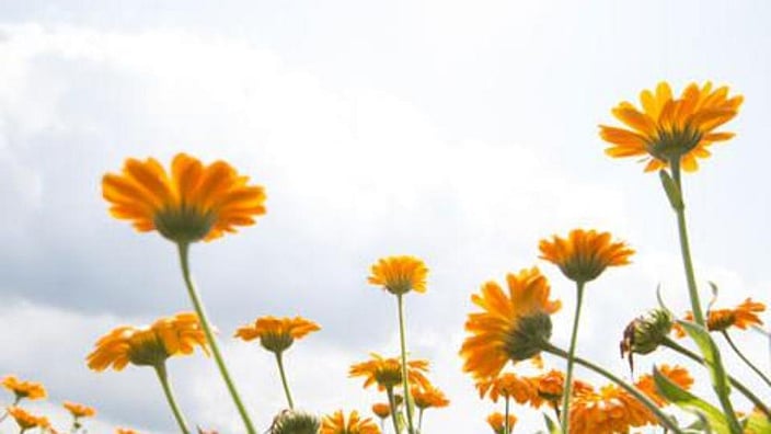 Calendula flowers