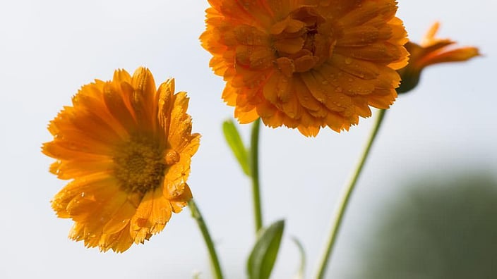 Calendula flowers