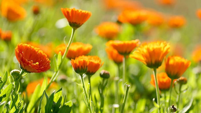 Calendula flowers