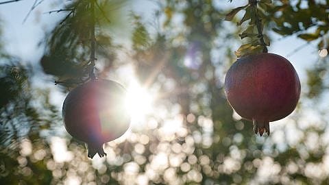 pomegranates on tree