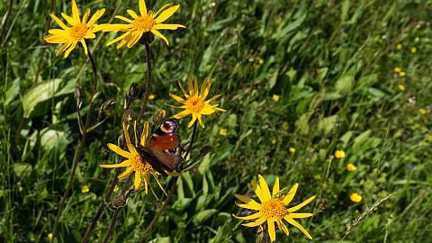 Arnica flowers.