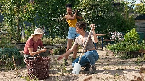 three women engaged in gardening activities