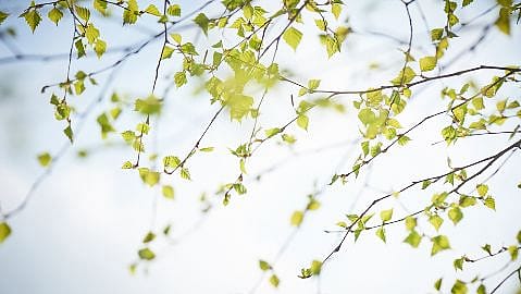 birch leaves