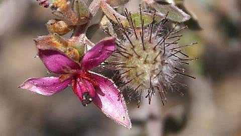 rathania flower