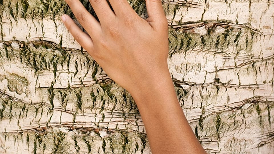 dry skin hands on tree