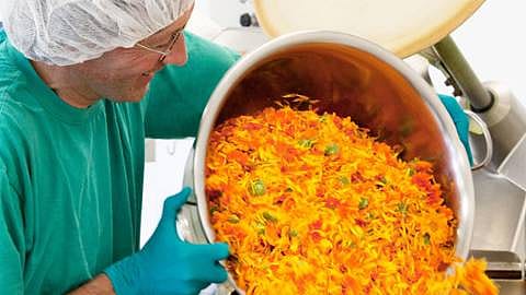 calendula flower manufacturing