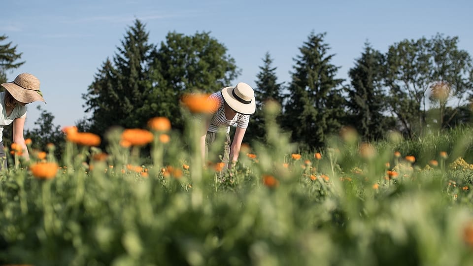 Women wearing hats harvesting in a calendula flower field.
