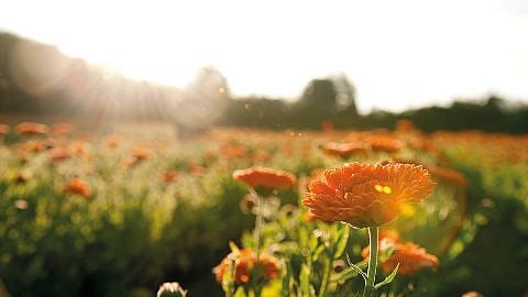 calendula field