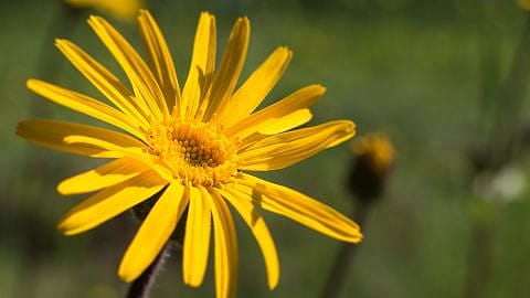 Arnica flower.