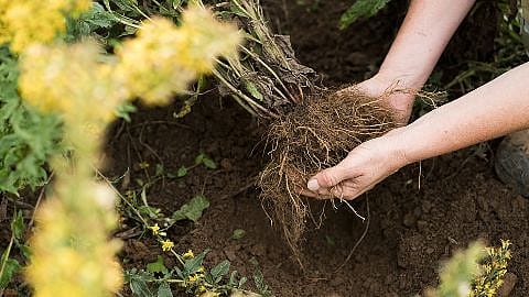 Hands holding soil.