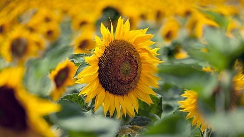 sunflowers