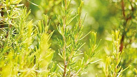 Rosemary flowers.