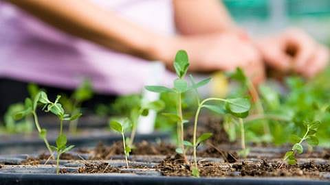 Hand working with plant seedlings