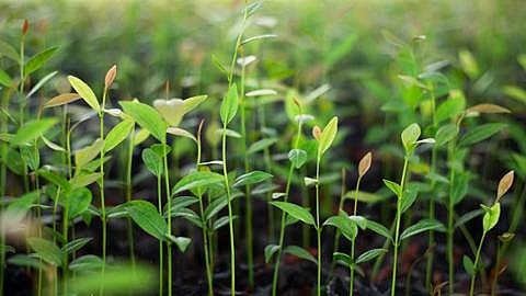 Growing plants.