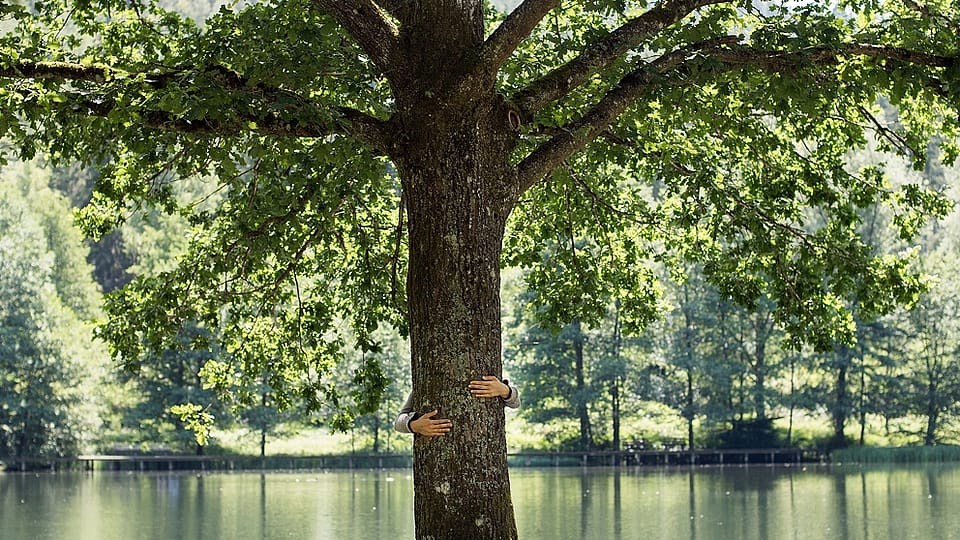 Tree by water