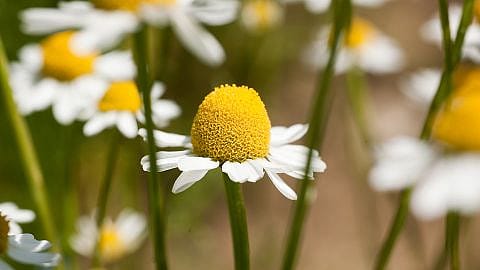 Chamomile Plant and flowers.