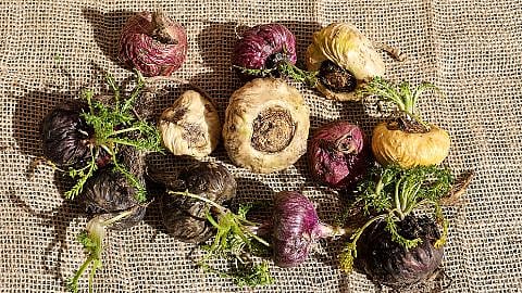 Maca fruit and seeds