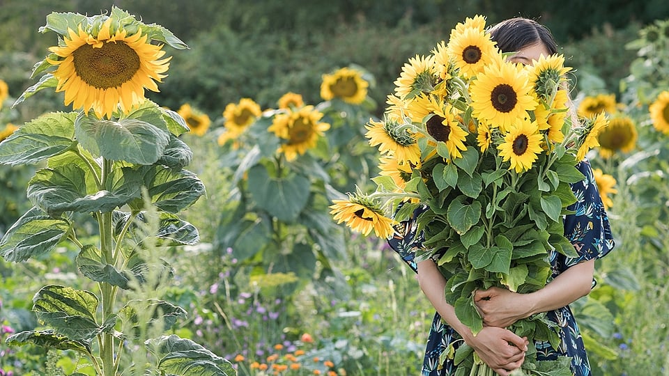 Lady holding sunflower