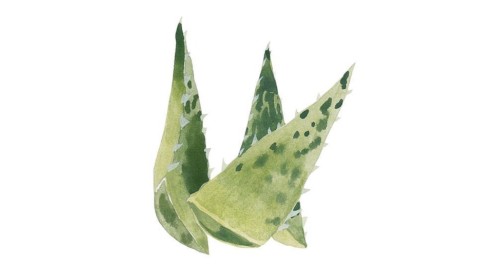 Aloe barbadensis outlet leaf water