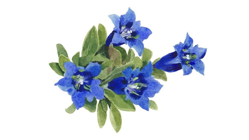 Gentiana Acaulis Flower/Leaf Extract Weleda