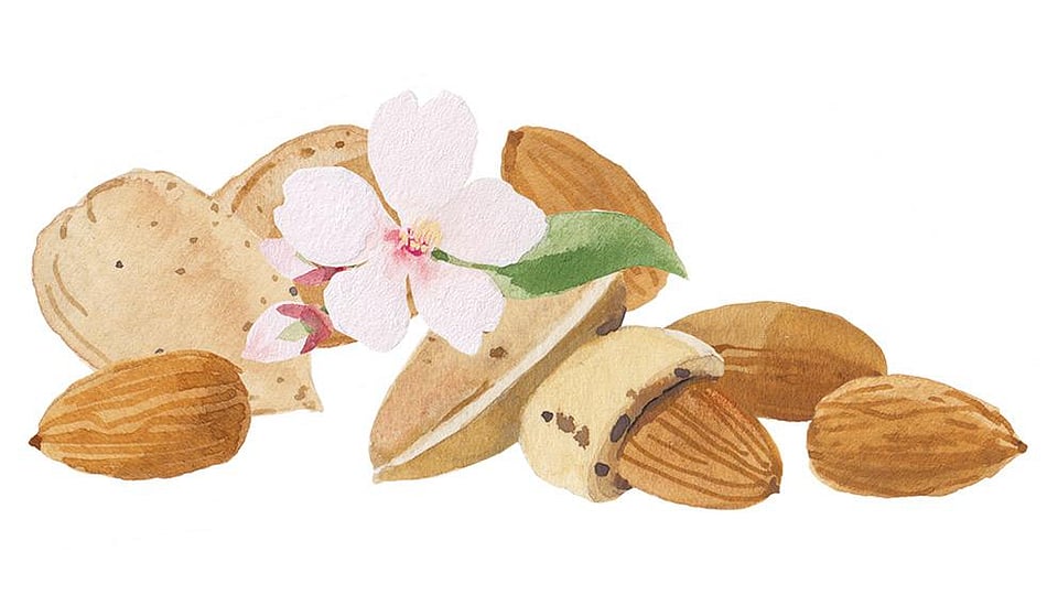 Sensitive Facial Oil Almond for dry, sensitive sk Weleda