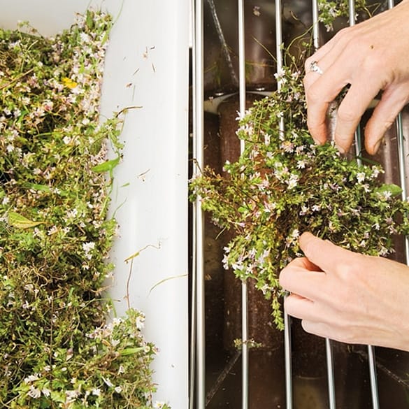 euphrasia plants