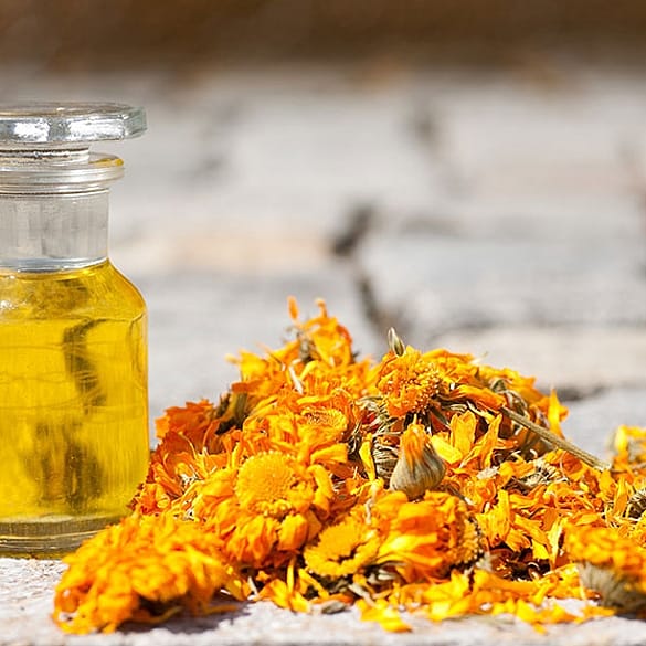 Calendula oil and flowers