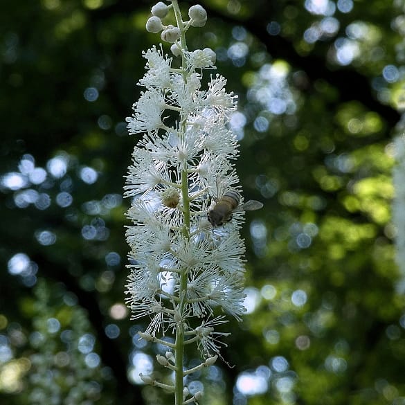 Cimicifuga racemosa plant.